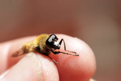 Criorhina floccosa