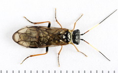 Cephalcia alpina