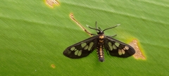 Eressa confinis