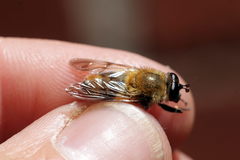 Criorhina floccosa