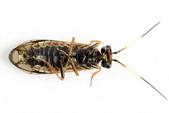Cephalcia alpina