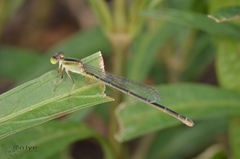 Ischnura senegalensis