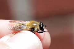 Criorhina floccosa