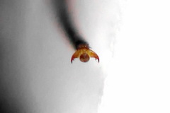 Cephalcia alpina