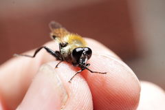 Criorhina floccosa