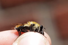 Criorhina floccosa