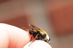Criorhina floccosa