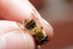 Criorhina floccosa