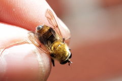 Criorhina floccosa