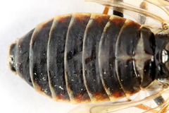 Cephalcia alpina