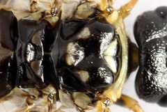 Cephalcia alpina