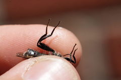 Criorhina floccosa