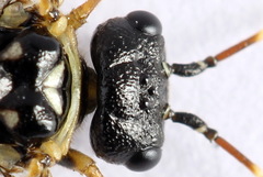 Cephalcia alpina