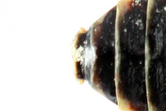 Cephalcia alpina