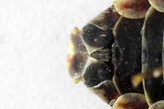 Cephalcia alpina