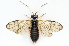 Cephalcia alpina