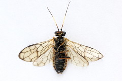 Cephalcia alpina