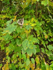 Acer pseudoplatanus