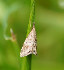 Glaucocharis dilatella