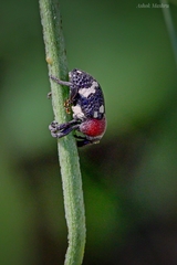 Sternuchopsis collaris