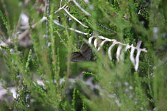 Colobochyla salicalis