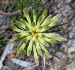 Petrophile brevifolia