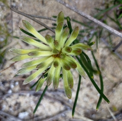 Petrophile brevifolia