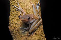 Polypedates colletti