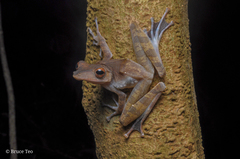 Polypedates colletti