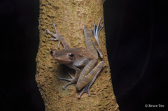 Polypedates colletti