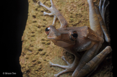 Polypedates colletti