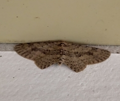 Poecilasthena scoliota