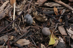 Geastrum tenuipes