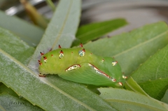 Phalanta phalantha