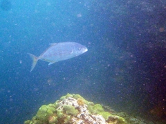 Ferdauia orthogrammus