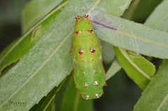 Phalanta phalantha