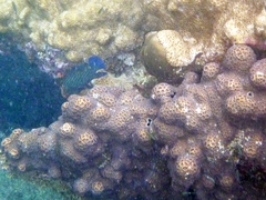 Cephalopholis formosa