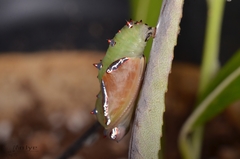 Phalanta phalantha