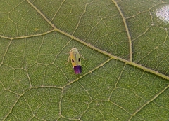 Nephotettix virescens