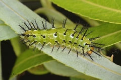 Phalanta phalantha