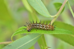 Phalanta phalantha