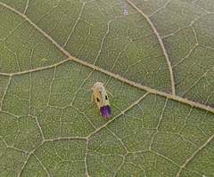 Nephotettix virescens