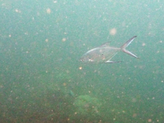 Trachinotus baillonii