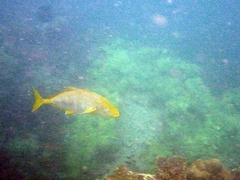 Ferdauia orthogrammus