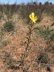 Bulbine semibarbata