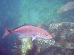 Ferdauia orthogrammus