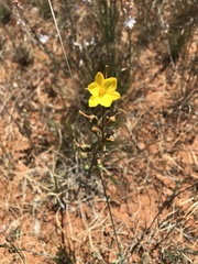 Bulbine semibarbata
