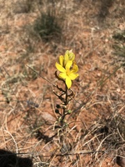 Bulbine semibarbata