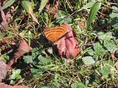 Euriphene