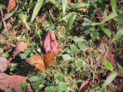 Euriphene